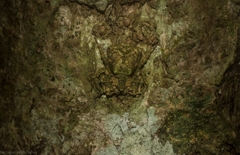 Stephanopis carcinoides