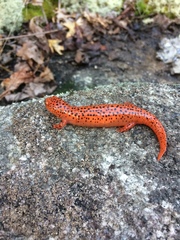 Pseudotriton ruber schencki