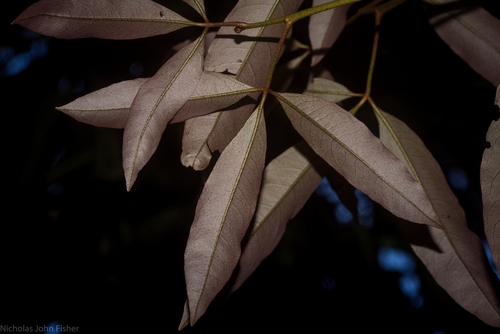Argyrodendron