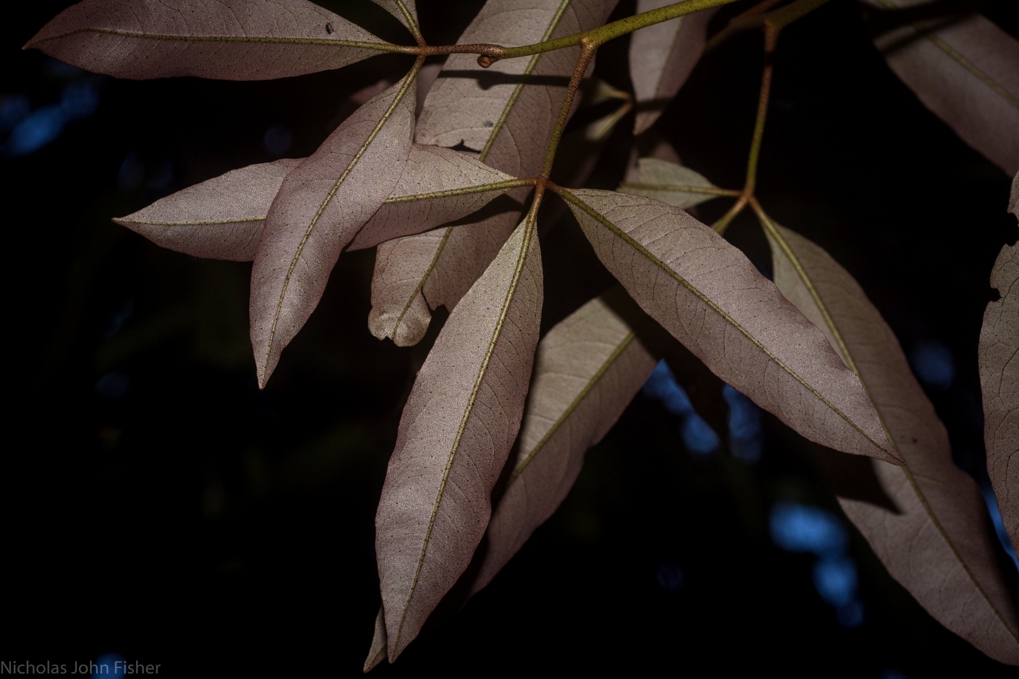 Argyrodendron