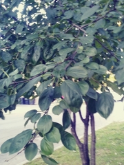 Celtis occidentalis