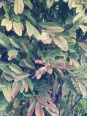Tracheophyta