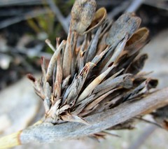 Bobartia macrospatha