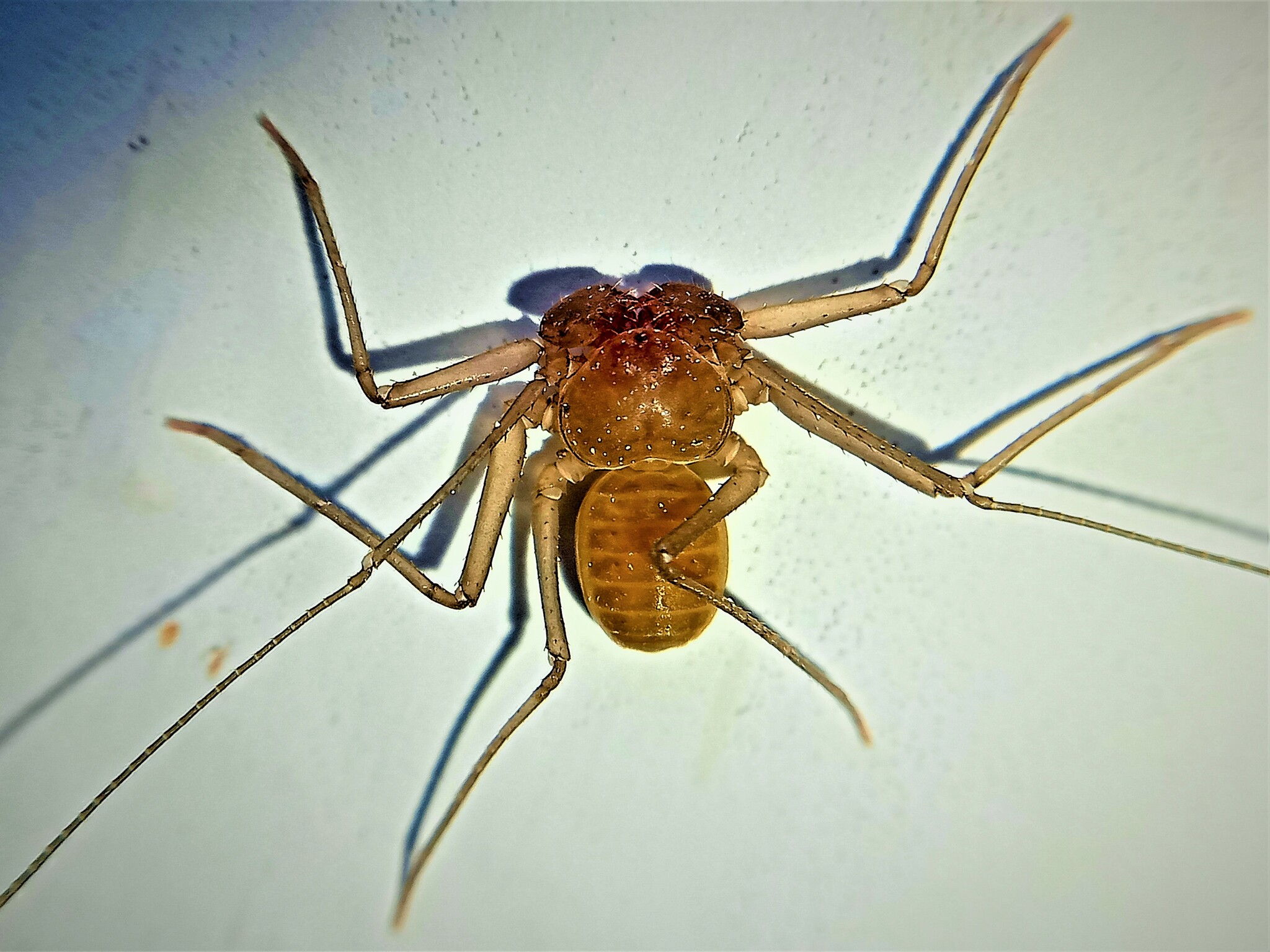 Sarax ioanniticus (Kritscher, 1959)