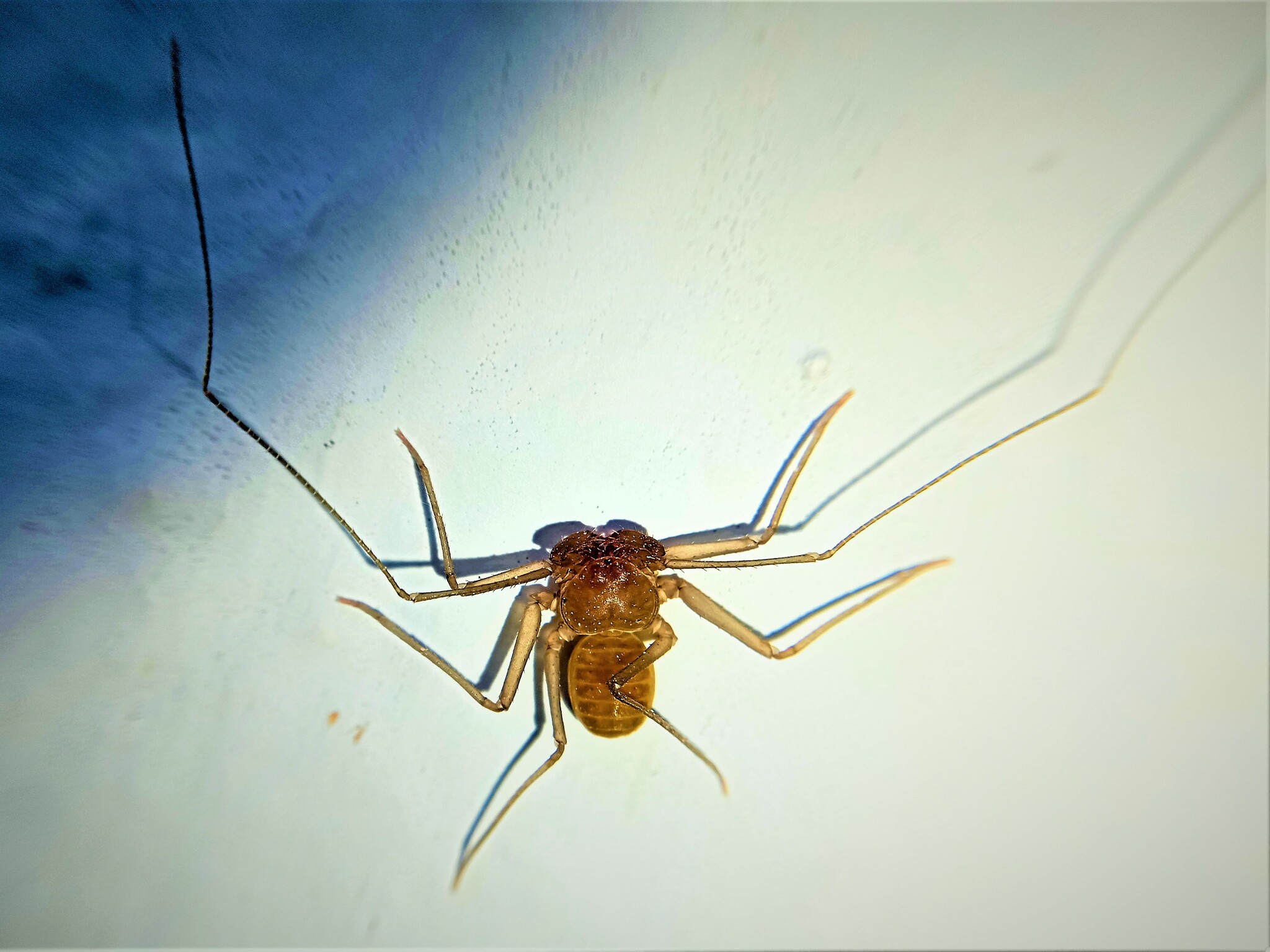 Sarax ioanniticus (Kritscher, 1959)