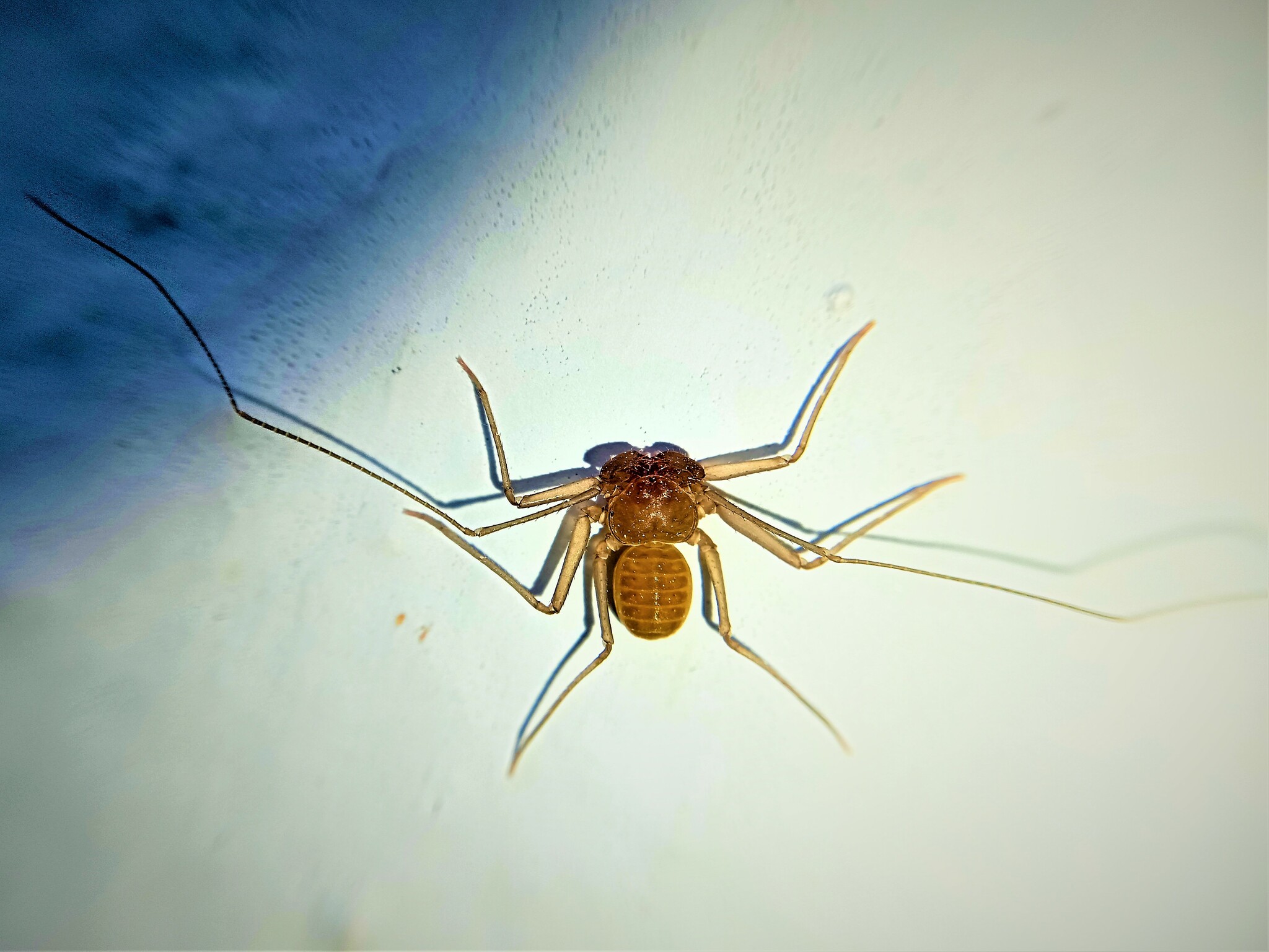 Sarax ioanniticus (Kritscher, 1959)