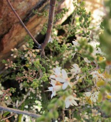 Agathosma blaerioides