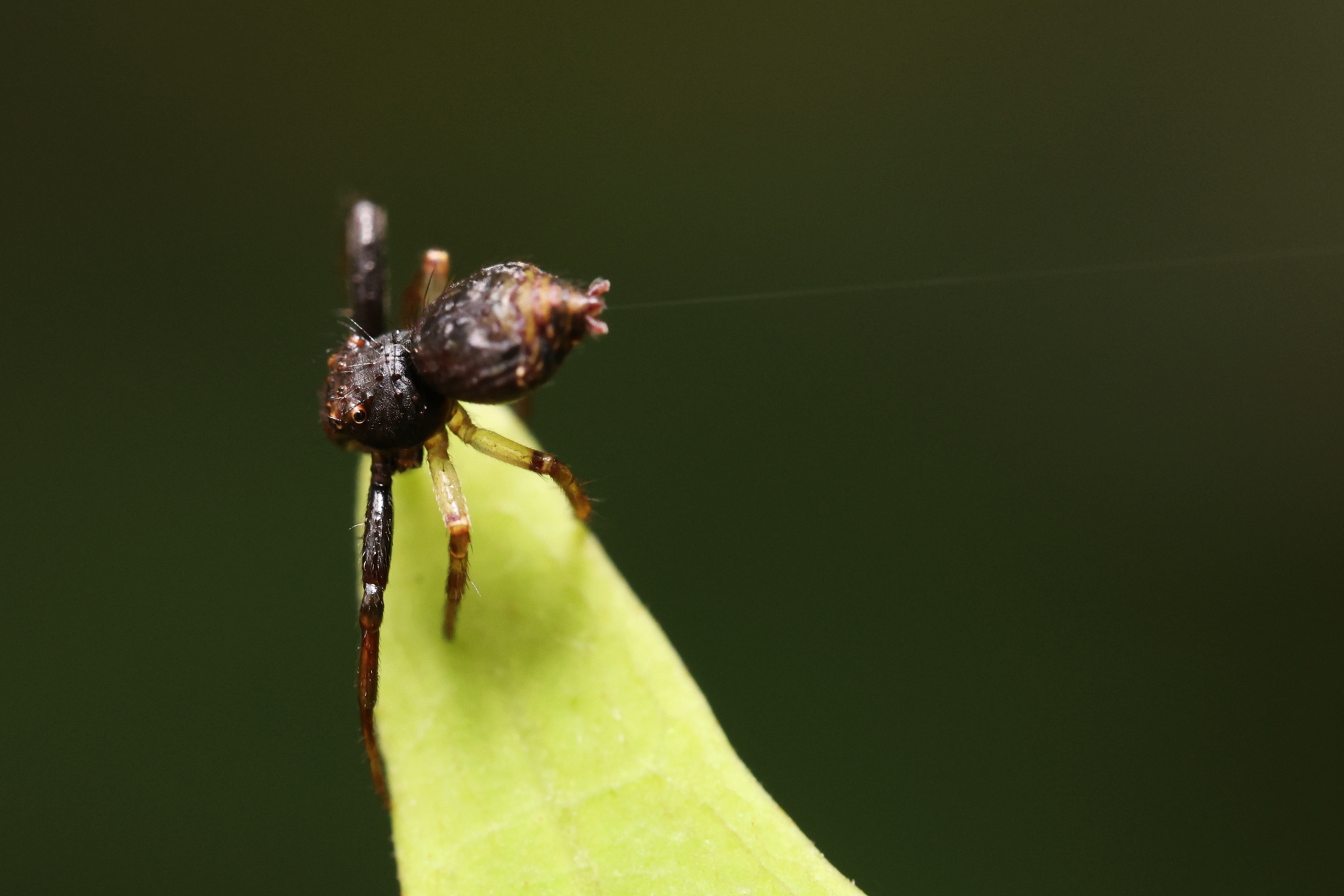 Strigoplus Simon, 1885