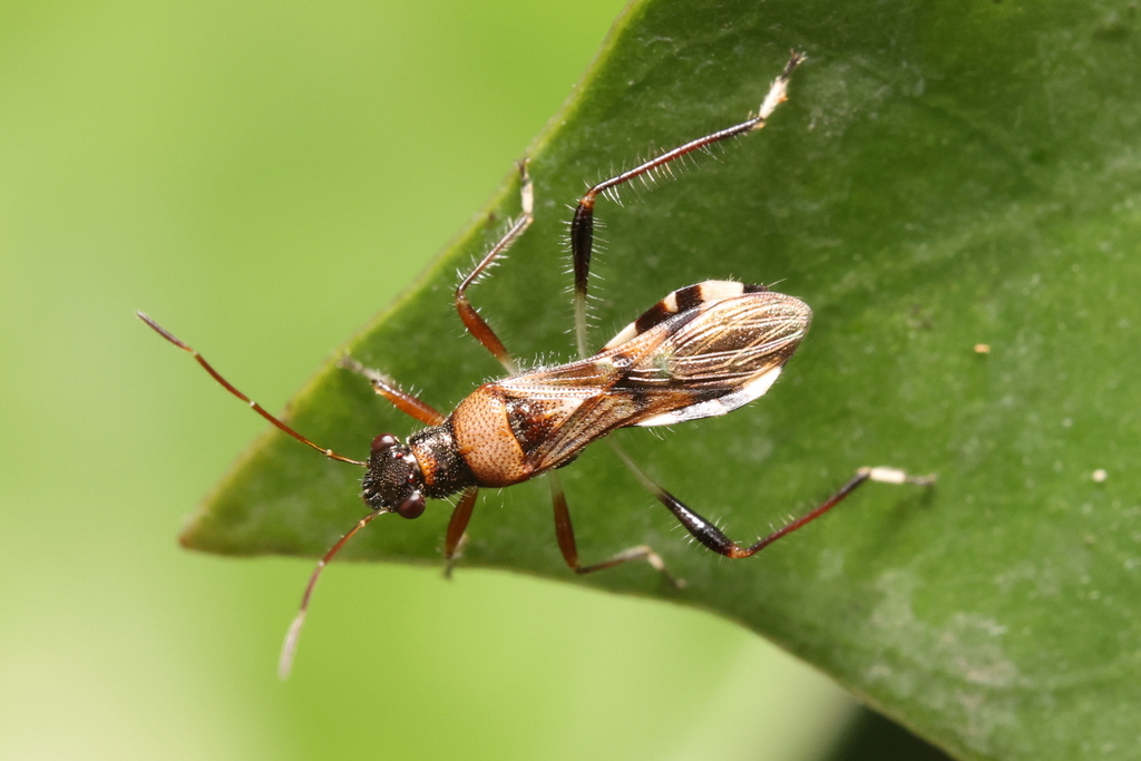 Artemidorus Pressus From Tin Shui Wai, Hong Kong On April 22, 2023 At 