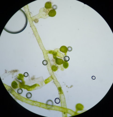 Vaucheria canalicularis, 2023-02-21