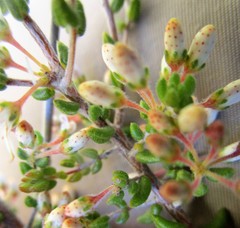 Agathosma blaerioides