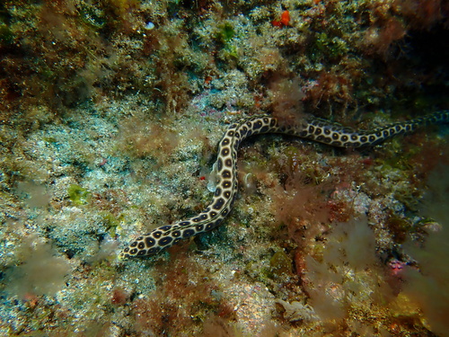 Leopard eel (Myrichthys pardalis) — Ophichthidae — 5