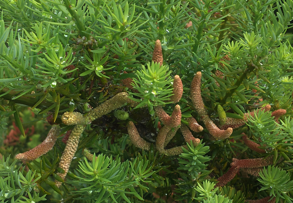 Needle Leaved Tōtara