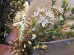 Agathosma blaerioides