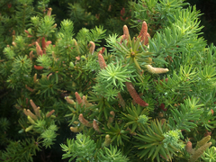 Podocarpus acutifolius