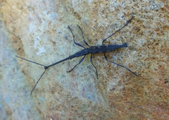 Lasiorhynchus barbicornis