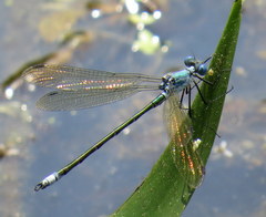 Lestes eurinus