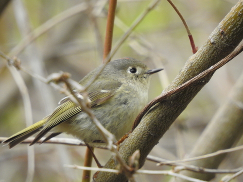Ruby-crowned Kinglet photographed in Ohio