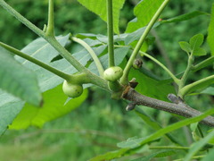 Phylloxera caryaeren