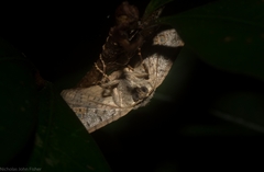 Canaea semitessellalis