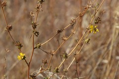 Calycadenia truncata