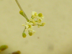 Dasispermum hispidum