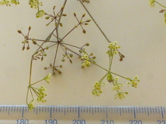 Dasispermum hispidum