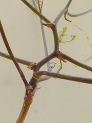 Dasispermum hispidum