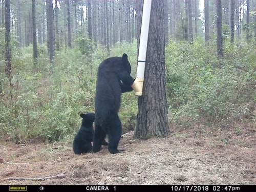 American Black Bear photographed in Arkansas