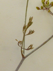 Dasispermum hispidum