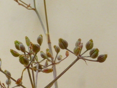 Dasispermum hispidum