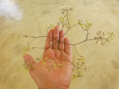 Dasispermum hispidum
