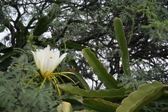 Selenicereus undatus