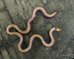 Willey's Earth Snake photo 1