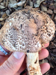 Agaricus fuscovelatus