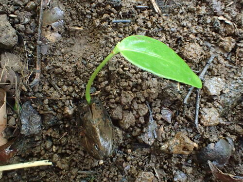 Ochrosia kauaiensis observed 2018-02-01