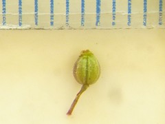 Dasispermum hispidum