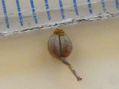 Dasispermum hispidum