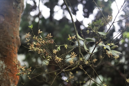 Image of Nageia nagi by (c) 胡正恆(Jackson Hu), some rights reserved (CC BY)