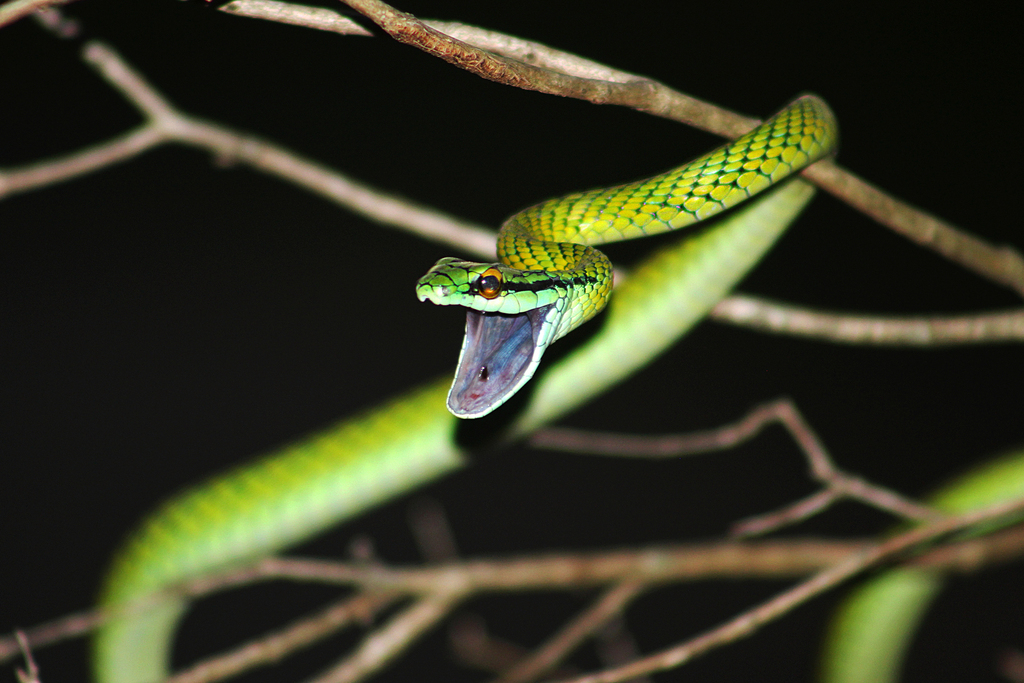 Southern Green Parrot Snake