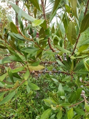Morella cerifera