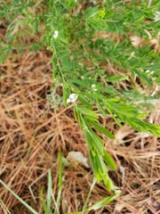 Lespedeza cuneata