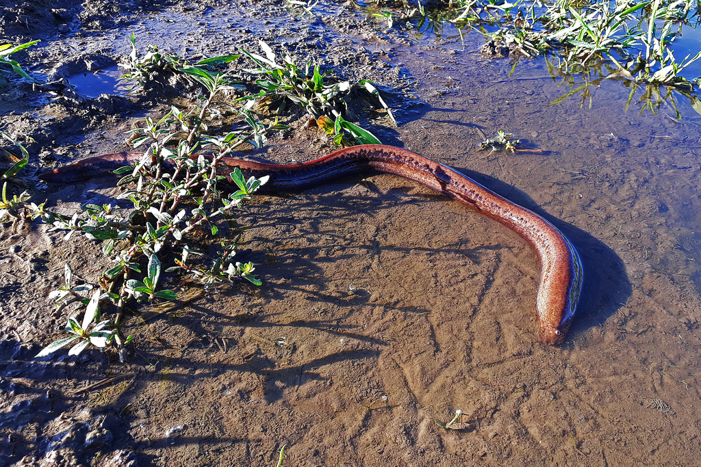 Marbled swamp eel (Synbranchus marmoratus) — Synbranchidae