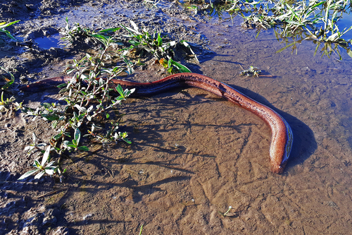 Marbled swamp eel (Synbranchus marmoratus) — Synbranchidae