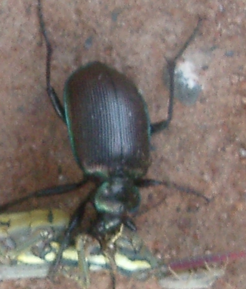 Calosoma oceanicum from Tanami NT 0872, Australia on March 19, 2004 at