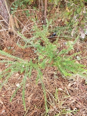 Lespedeza cuneata