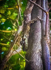 Mokopirirakau