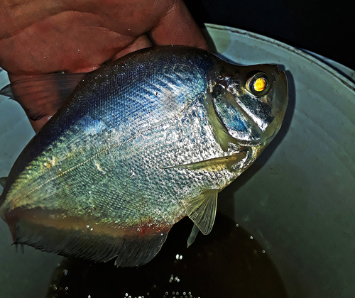 Glaszalmpje (Roeboides microlepis) — Characidae