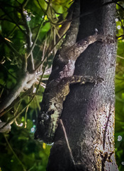 Mokopirirakau