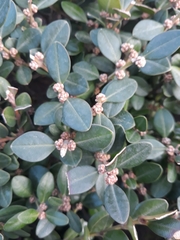 Buxus